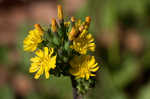 Oriental false hawksbeard